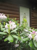 Just Far Enough Getaway: Rhododendron greet you in spring
